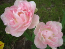 DSC00335