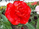 DSC00337