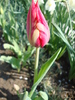 DSC00338