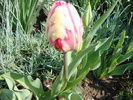 DSC00339