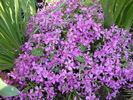 DSC00341