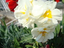 DSC00345