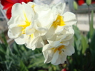 DSC00346