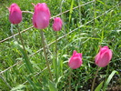DSC00351