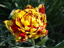 DSC00390