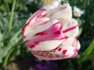 DSC00391