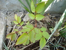 DSC00394