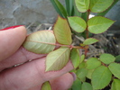 DSC00395
