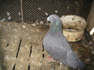 American Negru