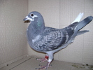 pui 2010 009