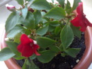 Impatiens