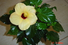 hibiscus galben