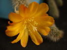DSC08036