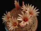 DSC08053