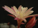 DSC08071