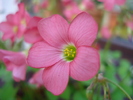 Oxalis Iron Cross (2010, May 04)