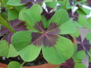 Oxalis Iron Cross (2010, May 04)