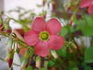 Oxalis Iron Cross (2010, May 04)