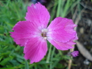 Dianthus Kahori (2010, May 04)