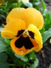 Delta Orange pansy, 25apr2010