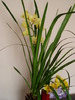 orhidee cibidium