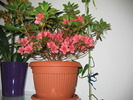 azalea japonica orange