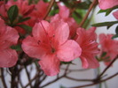 azalea japonica orange