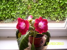 Gloxinia