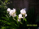 iris alb