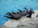 Delfini in parc marin