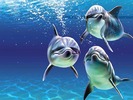 3 delfini superbi