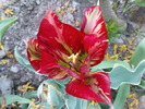 DSC02207