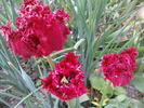 DSC02209