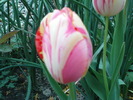 DSC02211