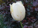 DSC02215
