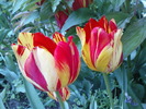 DSC02222