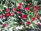DSC02250