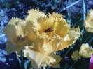 DSC02252