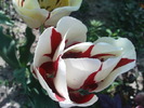 DSC02266