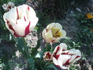 DSC02267
