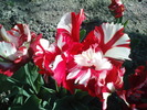 DSC02271