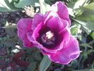 DSC02273