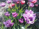DSC02277