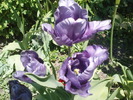 DSC02287