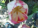 DSC02339