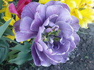 DSC02462
