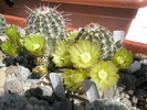 Echinocereus viridiflorus - 2.05