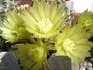 Echinocereus viriflorus - flori