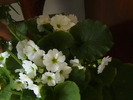 Picture 078