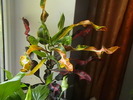 Picture 081